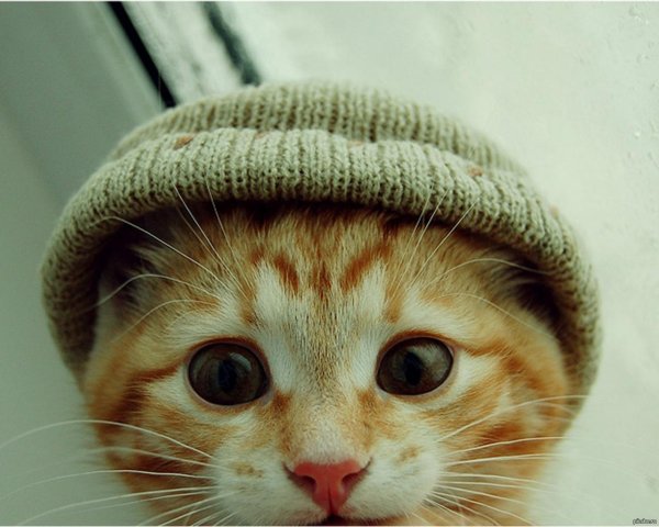котик в шапке