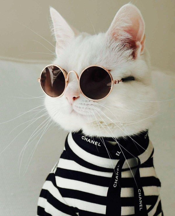 крутые коты