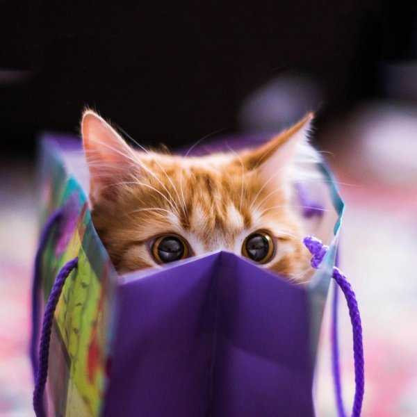 милые котенок