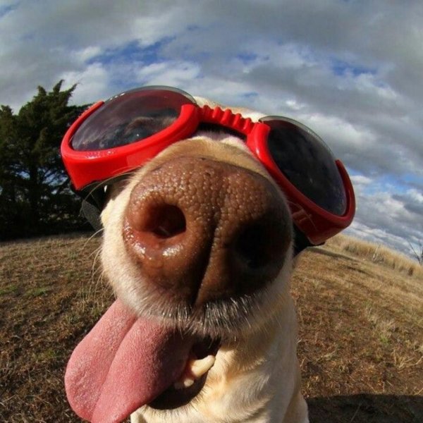 веселая собака