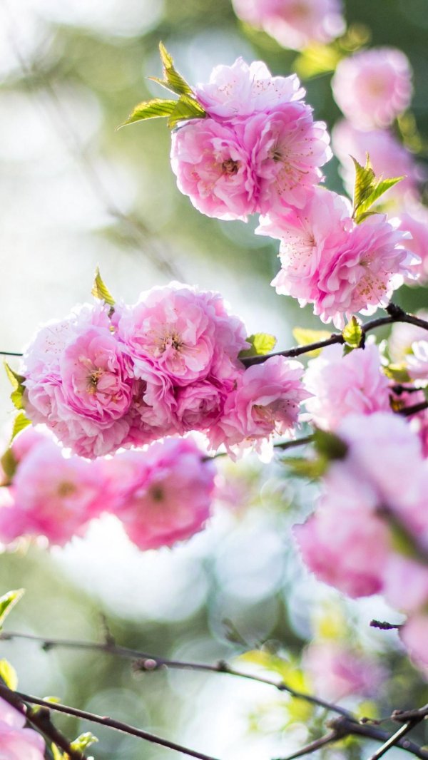 миндаль трехлопастный луизеания