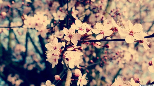 цветет вишня