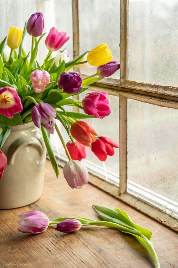 букет тюльпанов на подоконнике