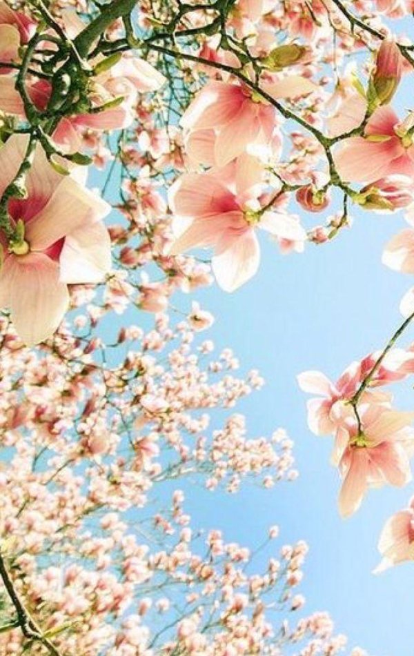 магнолии дерево