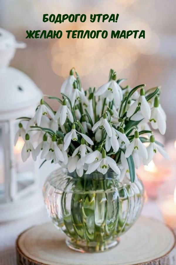 8 марта подснежники