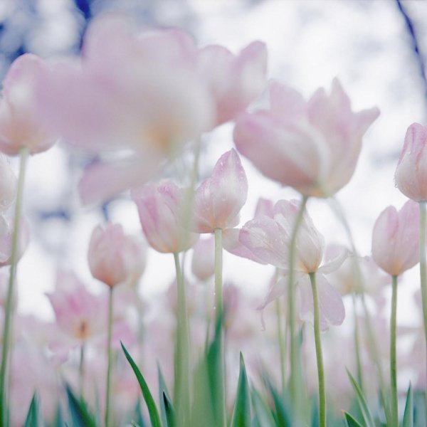 нежные весенние цветы