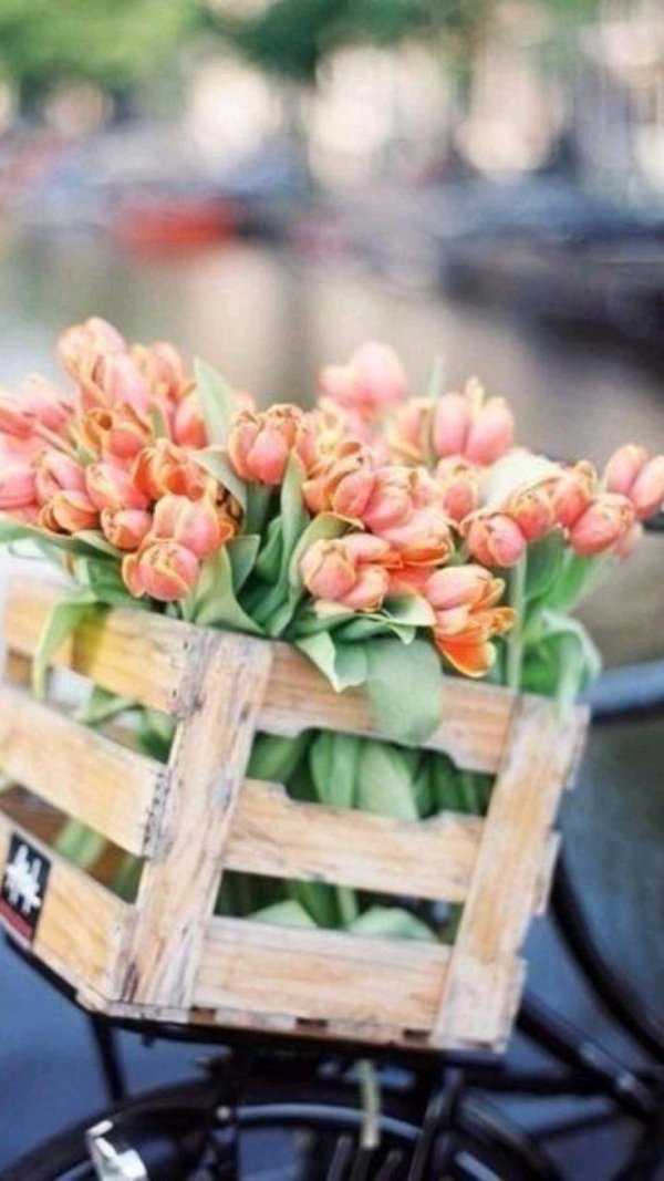 стильные цветы