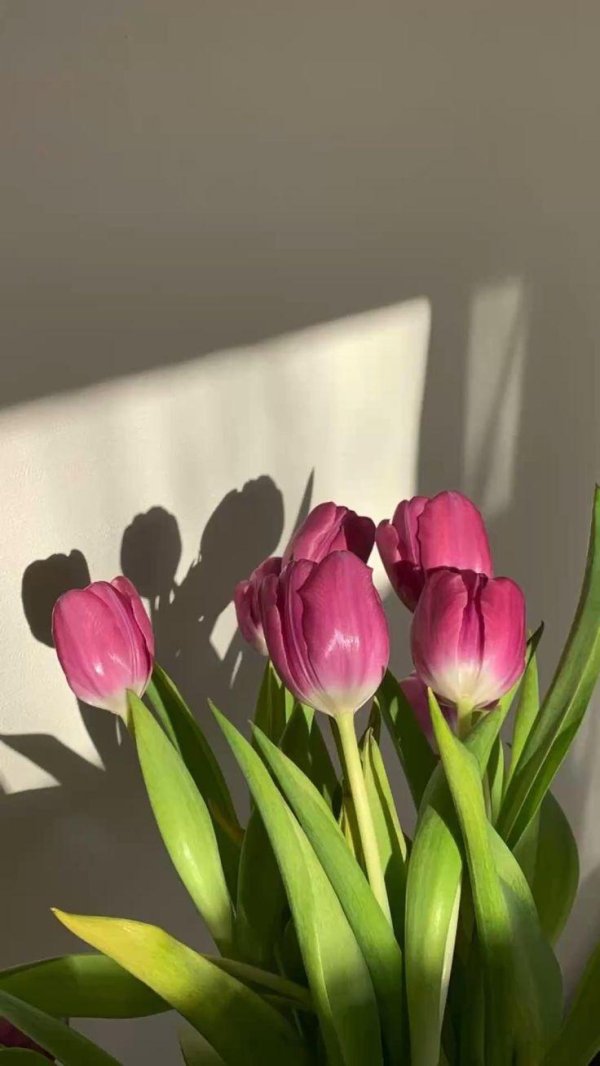 букет тюльпан
