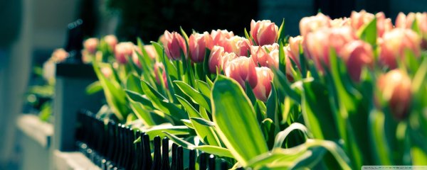 тюльпан цветок