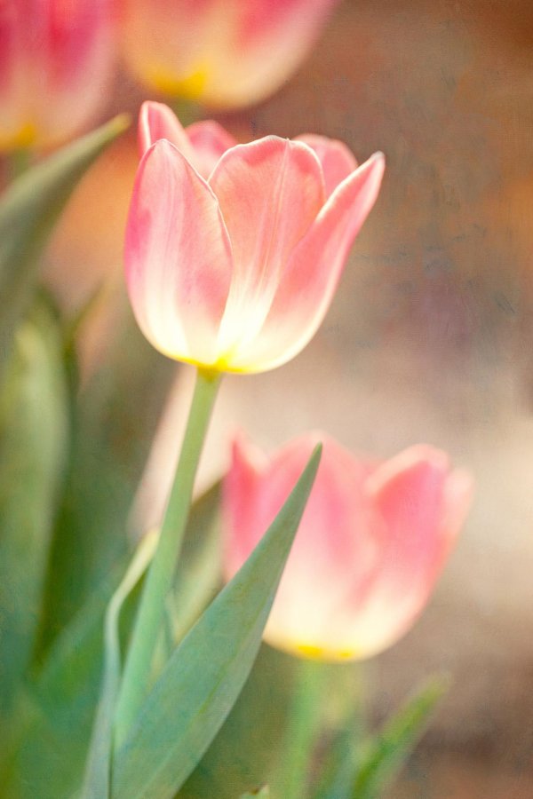 тюльпан красивый