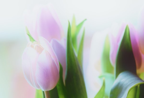 фон с тюльпанами