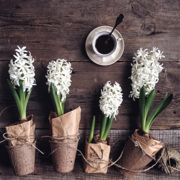 гиацинт декор