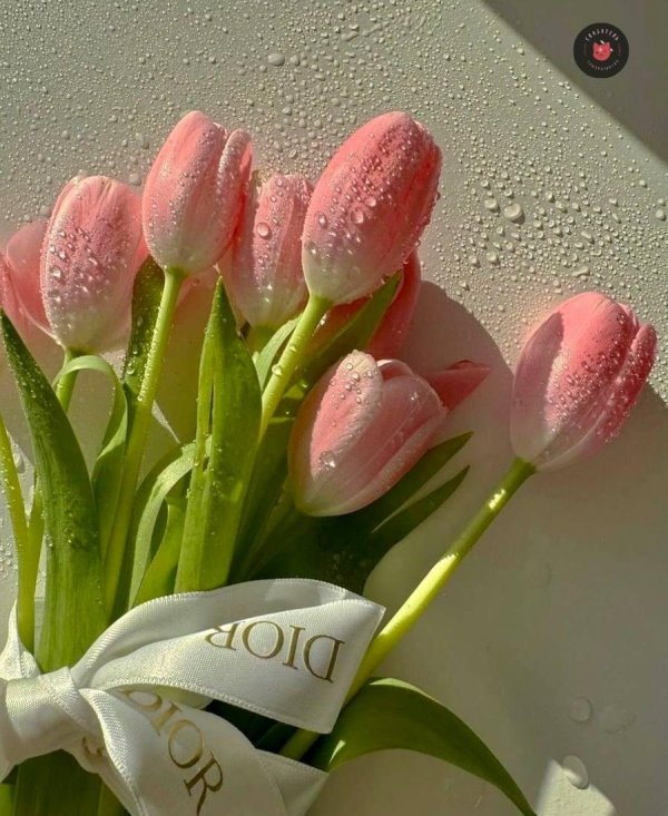 тюльпан красивый