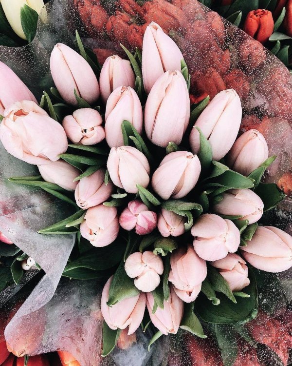 пионовидный тюльпан айкон