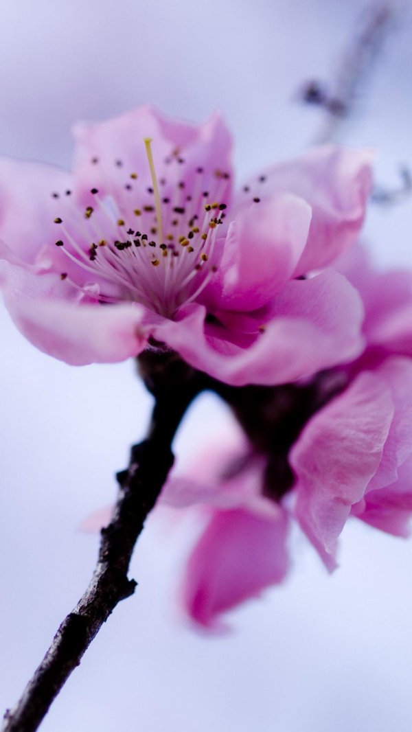 цветки сакуры