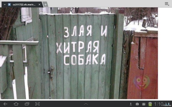 злая собака