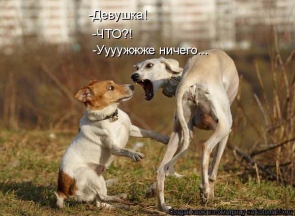 хортая борзая