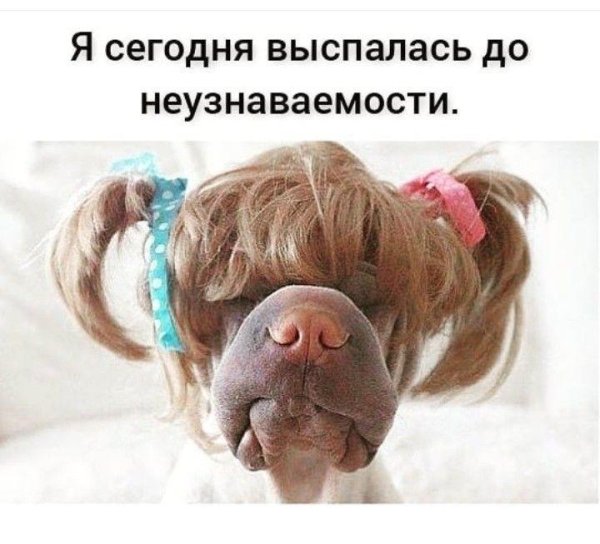 шарпей паддингтон