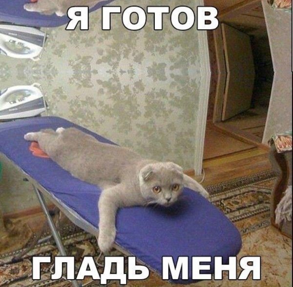 а кот