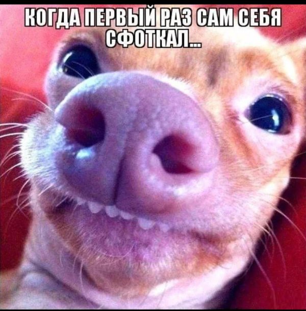 мемы животные