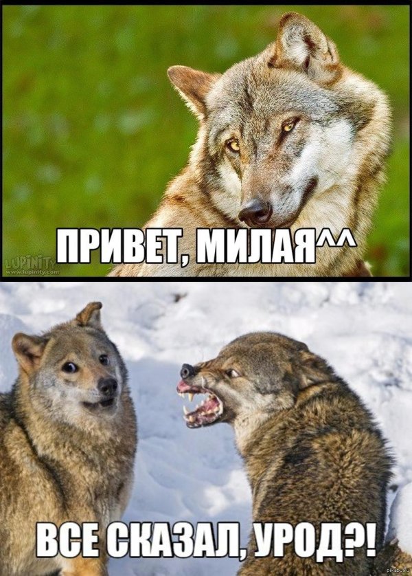 смеющиеся волки