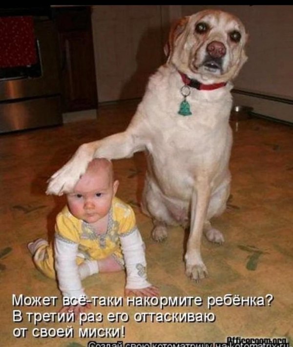 дети и собаки