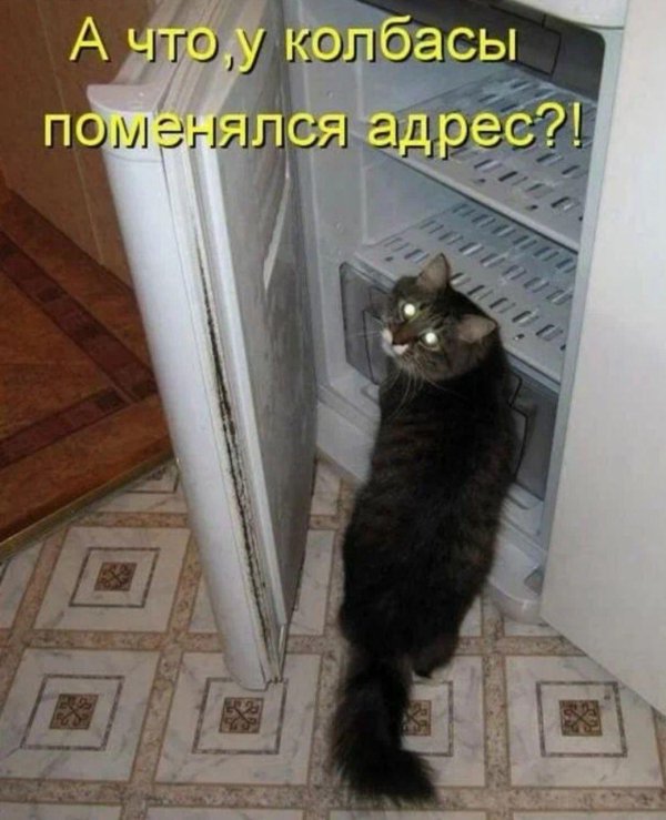 кот в холодильнике