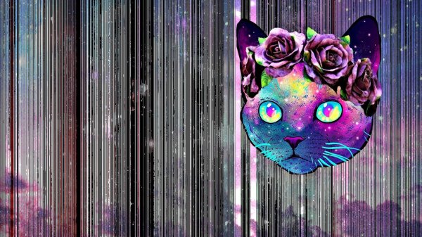 космо котики