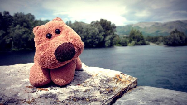 медведи плюшевые