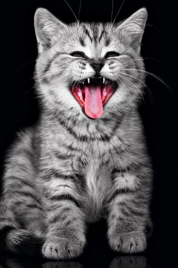 кошка мяукает