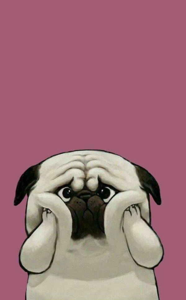 грустный мопс