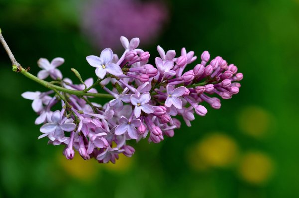 сирень кавур