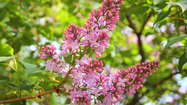 сирень ветка