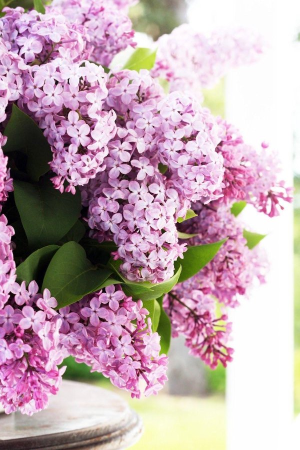 цветки сирени