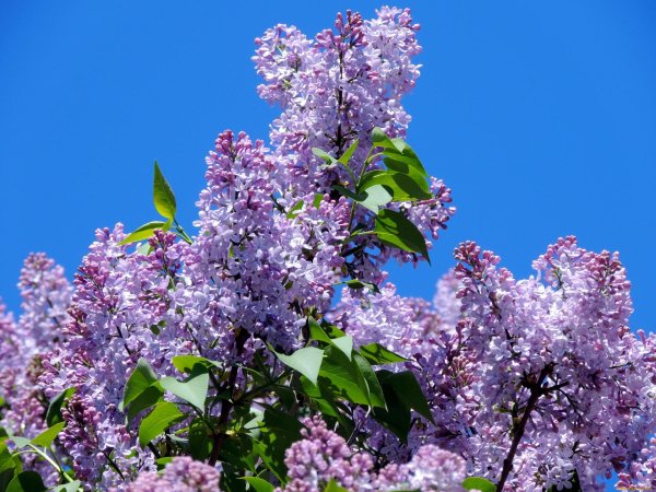 нилетто сирень