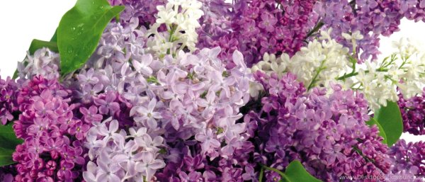 сиреневая сирень