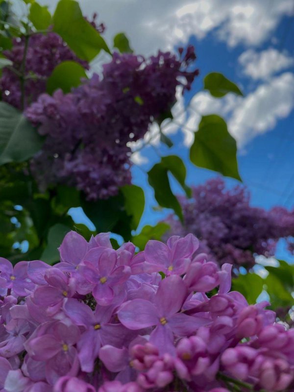 сирень анри робер