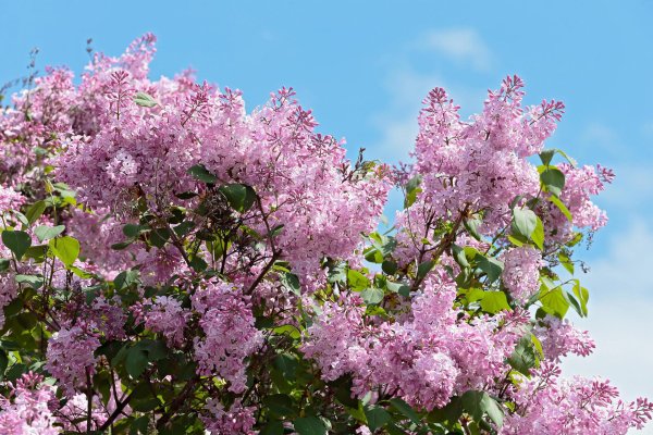 весна цветение сирени