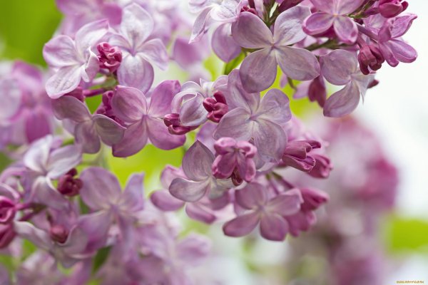 сирень примавера