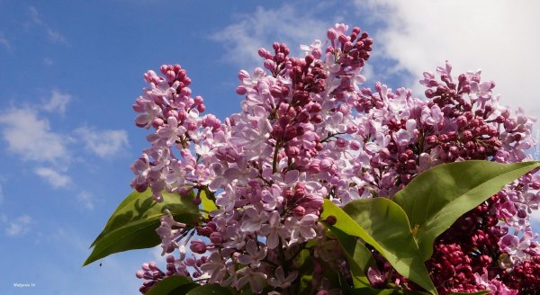 цветущая ветка сирени