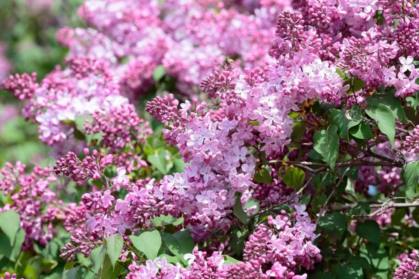 сирень вирджиния беккер