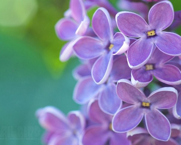 сирень макро