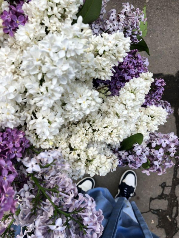 эстетика весны сирень