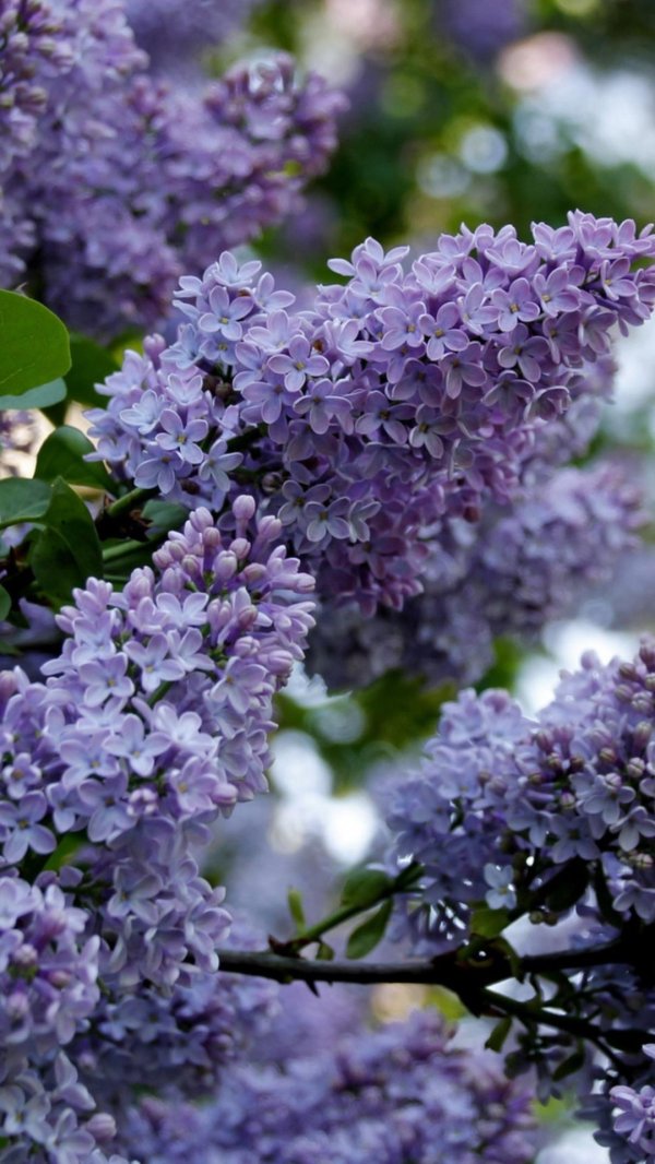 дерево сирени