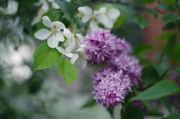 черёмуха сирень