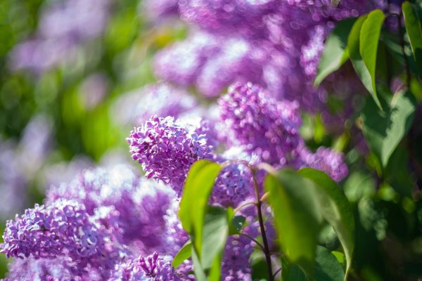 сирень летом