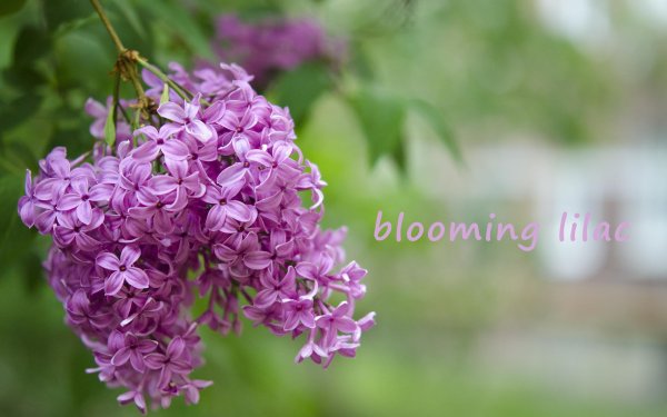 сирень ветка