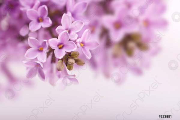 сиреневые цветы