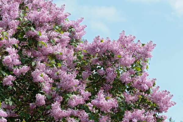 сирень красавица москвы куст