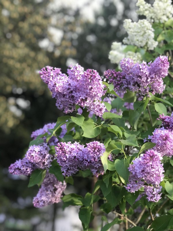 сортовая сирень